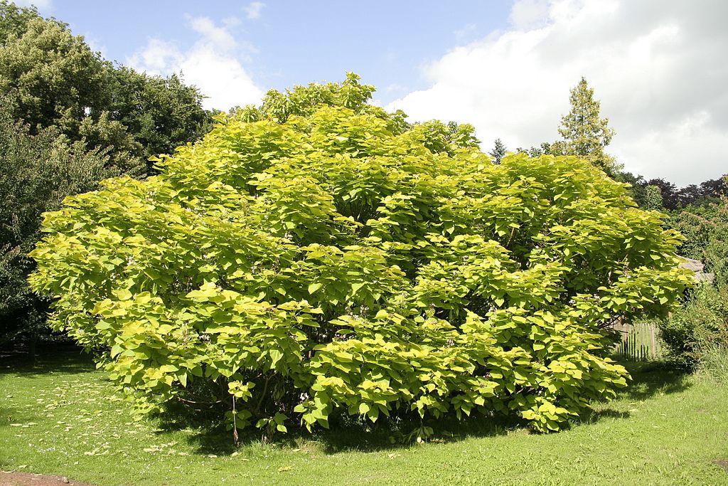 Katrepis Tree Κατάλπη