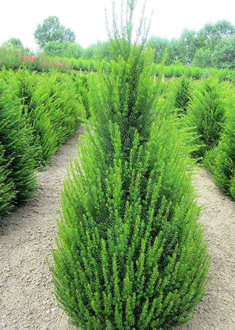 Pyramidal Taxus Τάξος Πυραμίδα
