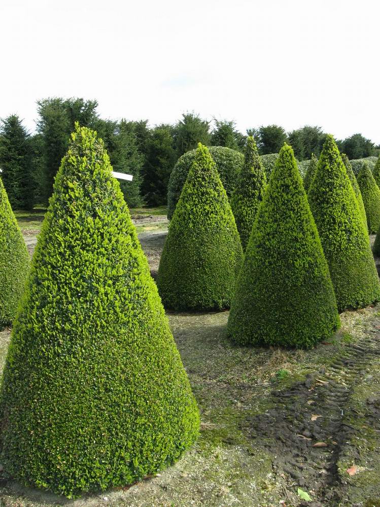 Pyramidal Taxus Τάξος Πυραμίδα