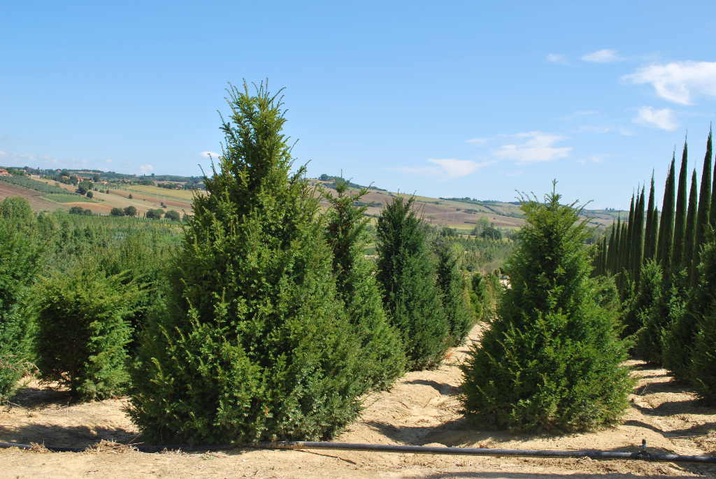 Pyramidal Taxus Τάξος Πυραμίδα