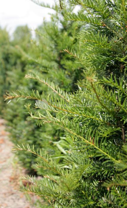 Pyramidal Taxus Τάξος Πυραμίδα