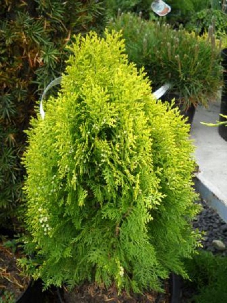 Τούγια Αουρέα Πυραμίδα