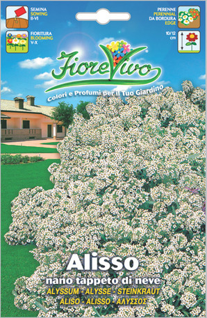 Άλυσσος λευκός νάνος