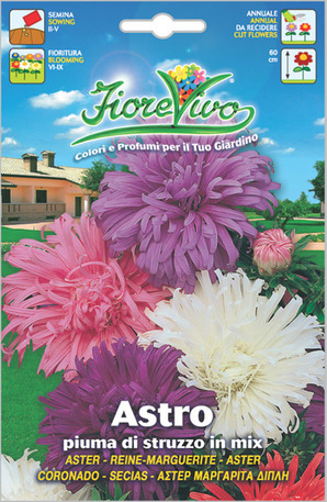 Άστερ Μαργαρίτα διπλή