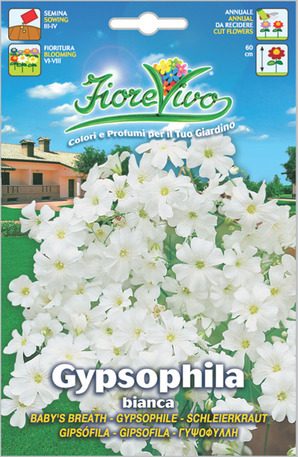 Γυψοφύλλι λευκή ακροάστια