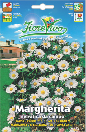 Μαργαρίτα αγρού