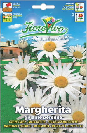 Μαργαρίτα λευκή γίγας